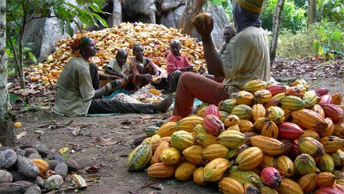 Cocoa Production In Nigeria To Increase By 2024 | The Source