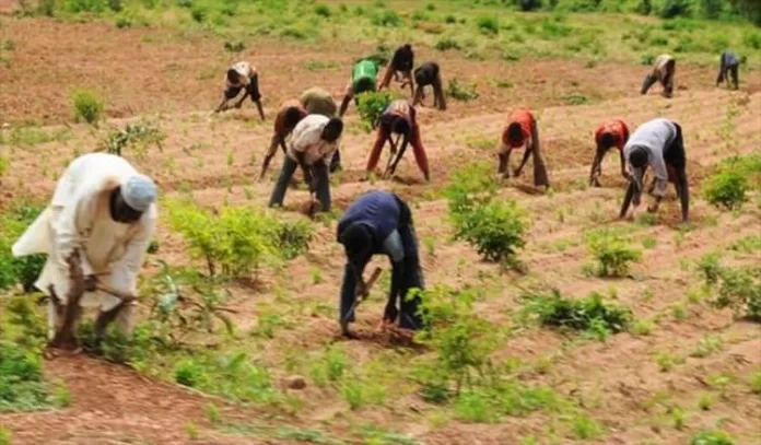 Farmers in Nigeria