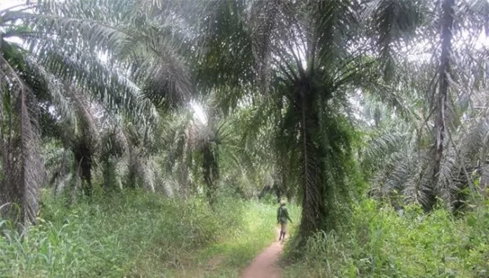 Palm Plantation