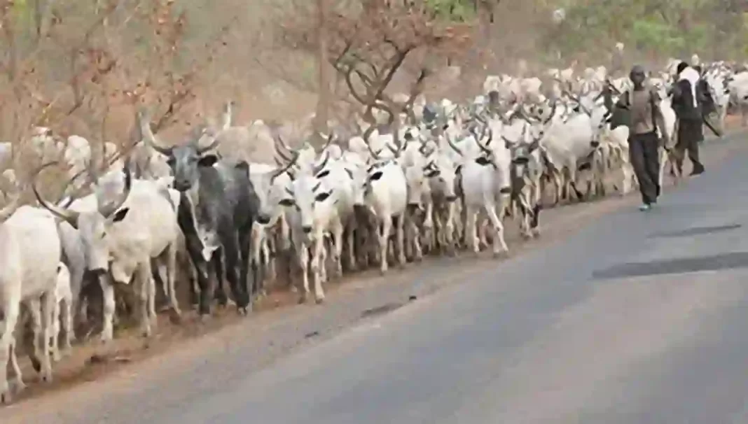 Fulani Herdsmen - Cattle Breeders