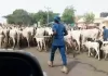 Fulani Cattle Breeders