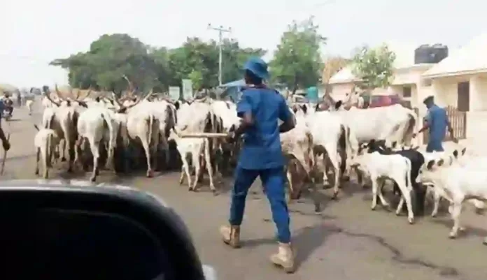 Fulani Cattle Breeders - Herdsmen