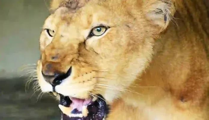 Lion Lion