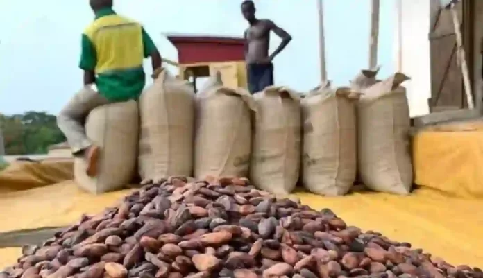 Cocoa Farmers