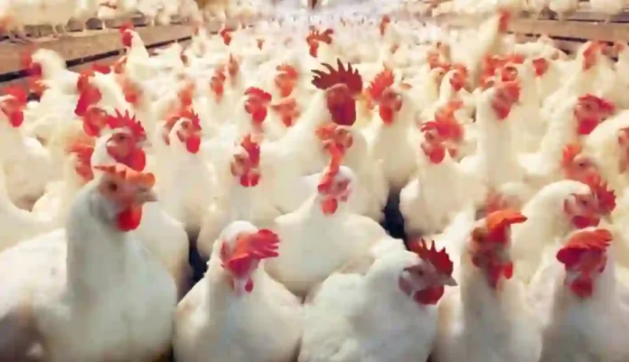 Chickens For Sale