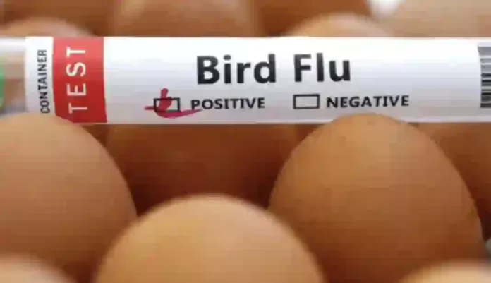 Bird Flu Bird Flu