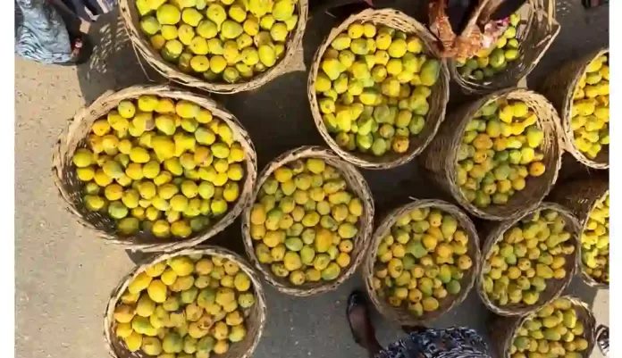 Fruits