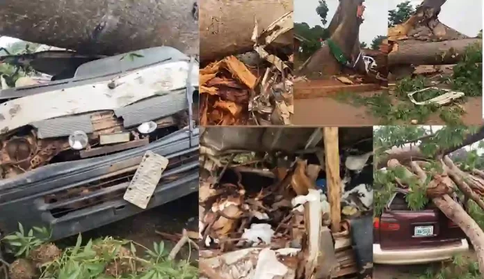 Scene of the Giant tree that fell on two vehicles in Enugu