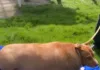 Auckland Dog Owner, Fined $1,222.15, Jailed For Feeding Dog 10 Chickens Daily Auckland Dog